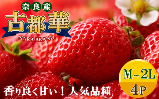 平群 の 古都華 いちご （ M ～  2L サイズ）  4パック  | 先行予約 フルーツ 果物 くだもの ブランド いちご 苺 古都華 ことか 大粒 甘い 大人気 満足 希少 希少品種 ストロベリー 美味しい 品種 特徴 糖度 2月 順次発送 旬 送料無料 濃厚 香り 果汁 味わい深い お取り寄せ 産地直送 農家直送 せいけファーム 名産地 奈良県 平群 町