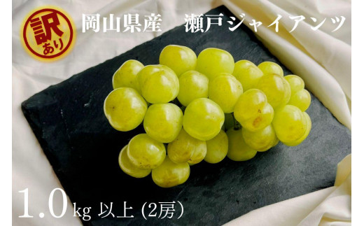家庭用 瀬戸ジャイアンツ　2房 合計1.0kg以上 産地直送 朝採れ ぶどう 葡萄 岡山 Kawahara Green Farm　岡山県産 2026年