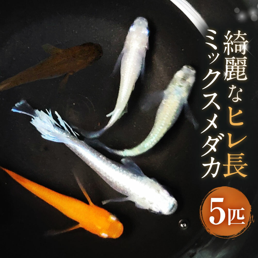 【ふるさと納税】綺麗なヒレ長ミックスメダカ 5匹 1.5～3cm前後 生体 めだか 観賞魚 さかな 魚 飼育 ペット ひので屋 山梨県 中央市 送料無料