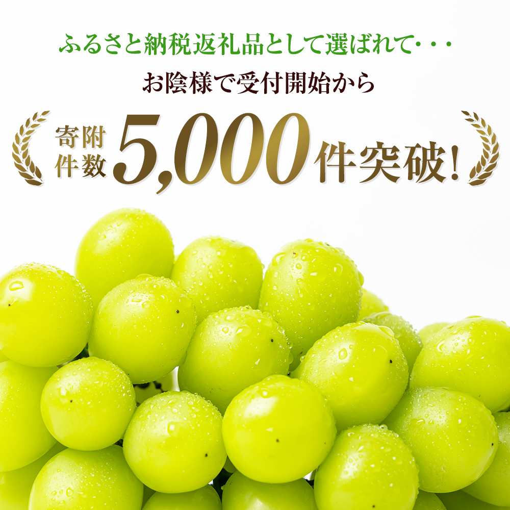 大粒 特選 大房シャインマスカット 約750g 1房 ぶどう 果物 フルーツ 種なし