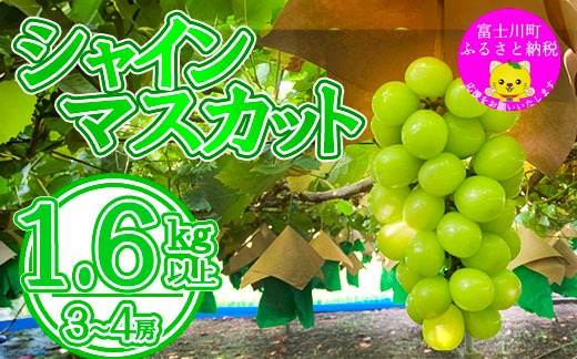 【2025年発送分 先行予約】シャインマスカット（３～４房） 1.6kg～1.7kg　シャイン マスカット ぶどう ブドウ 葡萄 フルーツ 果物 くだもの 山梨 やまなし 富士川町