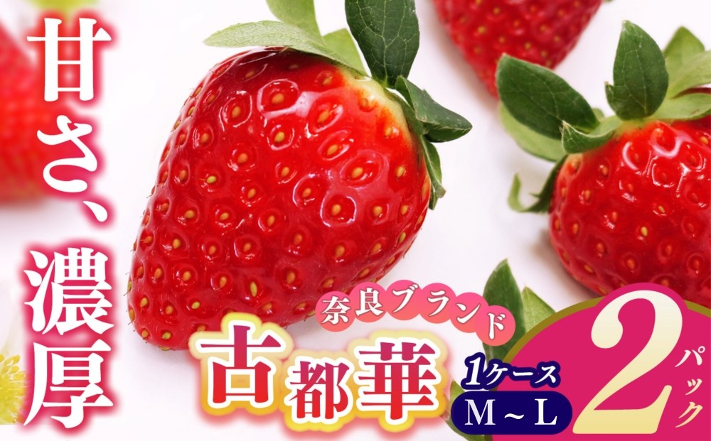 
                  平群の古都華　M～Lサイズ（2パック×1ケース）500ｇ以上 | 先行予約 フルーツ 果物 くだもの ブランド いちご 苺 古都華 ことか 甘い 大人気 満足 希少 希少品種 ストロベリー 美味しい 品種 特徴 糖度 ルビー色 1月 2月 3月 発送 旬 送料無料 濃厚 香り 果汁 味わい深い お取り寄せ 産地直送 名産地 奈良県 平群 町 OKADAファーム
                