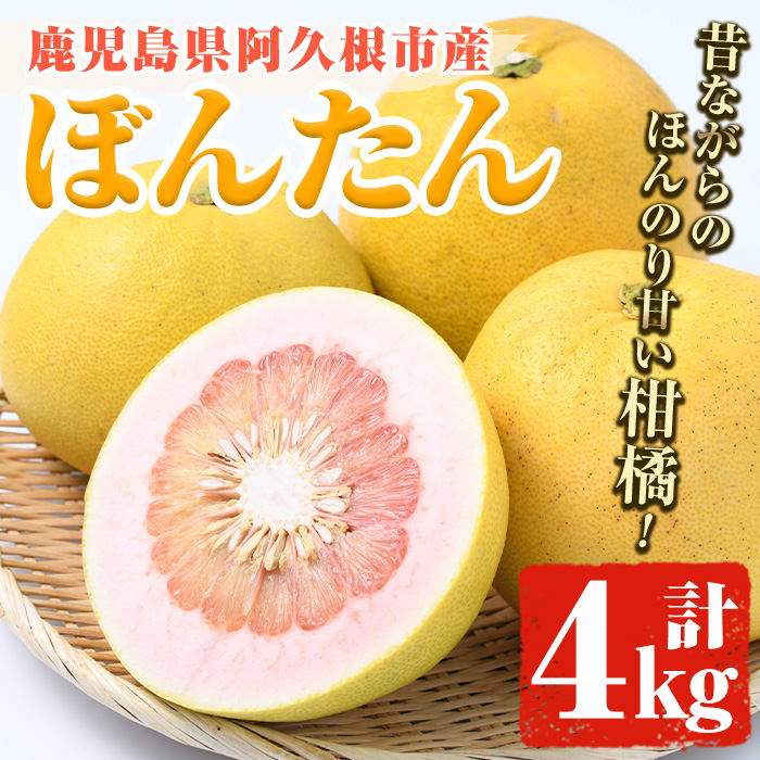 ＜先行予約受付中！2027年1月上旬以降順次発送予定＞数量限定！鹿児島県阿久根市産ボンタン(計4kg) 国産 ぼんたん 文旦 果物 くだもの フルーツ 柑橘【松永青果】akn053-01