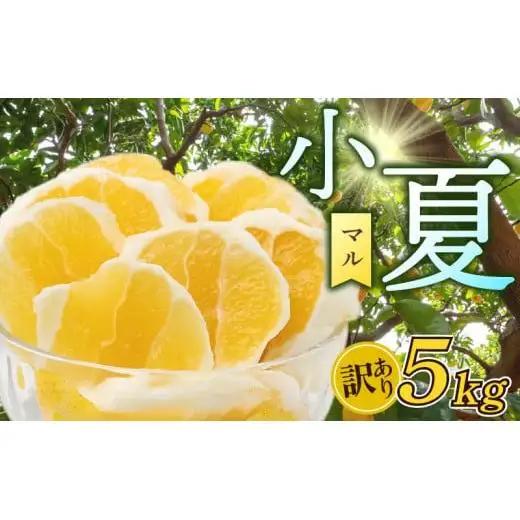 ギフト プレゼント 人気 【 超訳あり 】 小夏 ( 日向夏 ) 5kg 産地直送 ニューサマーオレンジ マル 等級  旬 高知 県 須崎 産  柑橘 初夏 フルーツ 果物 こなつ コナツ ひゅうが夏 みかん オレンジ HK002