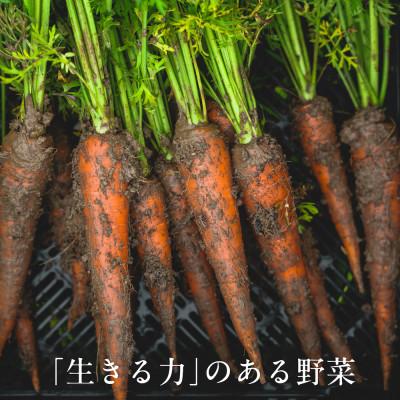 ふるさと納税 掛川市 しあわせ野菜畑のシェフSセット　(訳あり規格外の有機野菜を一部使用) |  | 02