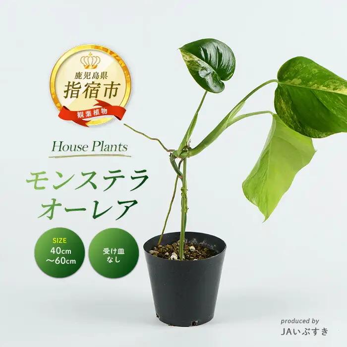 2026年4月上旬～発送【観葉植物】モンステラ・オーレア 40cm～60cm(JAいぶすき/IB165-018) 観葉植物 植物 グリーン 鉢 おしゃれ 大型 インテリア 室内 開店祝い 新築祝い 引越し祝い オフィス ギフト マイナスイオン モンステラ 斑入り  観葉植物 ※北海道・沖縄・離島配送不可