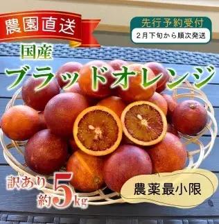 【訳あり】ブラッドオレンジ 5kg 西浦 ブラッド オレンジ 木負観光みかん園