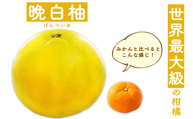 晩白柚もなか 12個入り(6個入り×2箱) 《30日以内に出荷予定(土日祝除く)》道の駅竜北