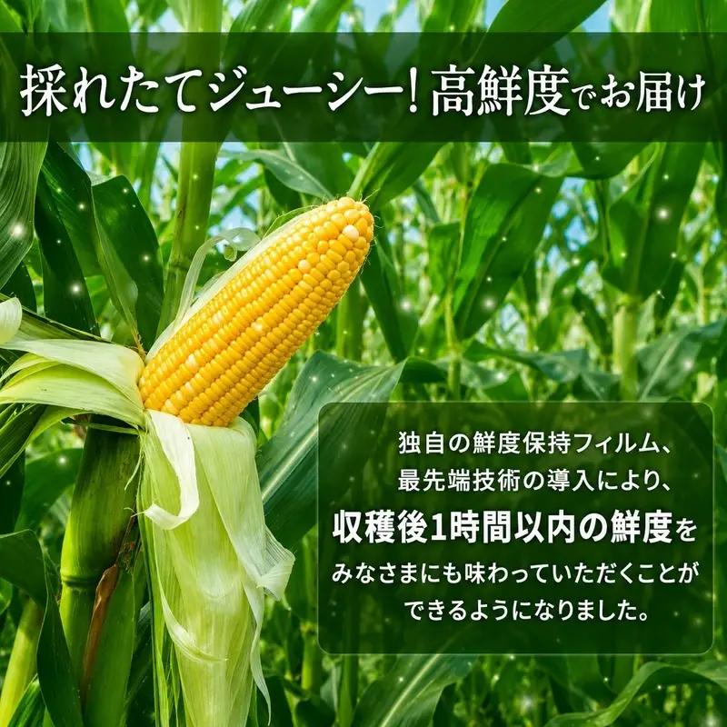 とうもろこし 甘々娘 または 甘太郎 約8～12本 とうもろこし