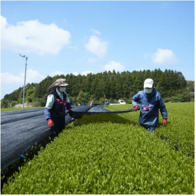 ふるさと納税 佐々町 【毎月定期便】【黄綬褒章受章】こだわり有機栽培煎茶4種飲み比べ100g×4袋(佐々町)全6回 |  | 03