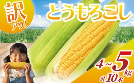 訳あり とうもろこし 計 10本 約 4 ～ 5kg おまかせ 雪の妖精 ミルフィーユ 訳アリ 訳有 朝採り とれたて トウモロコシ 先行予約 2026年6月発送 コーン 新鮮 10000円 ジューシー 甘い 美味い おやつ とうきび 不揃い 国産 旬 夏野菜 野菜 やさい 数量限定 農家直送 産地直送 神奈川 湘南 藤沢 フロムベジ湘南