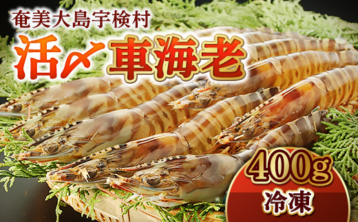 《奄美大島 宇検村産》 冷凍車海老 400g 贈答箱入り 【年内発送12/14までの寄附完了】活〆車えび エビ 魚介 海鮮 奄美大島 宇検村 鹿児島