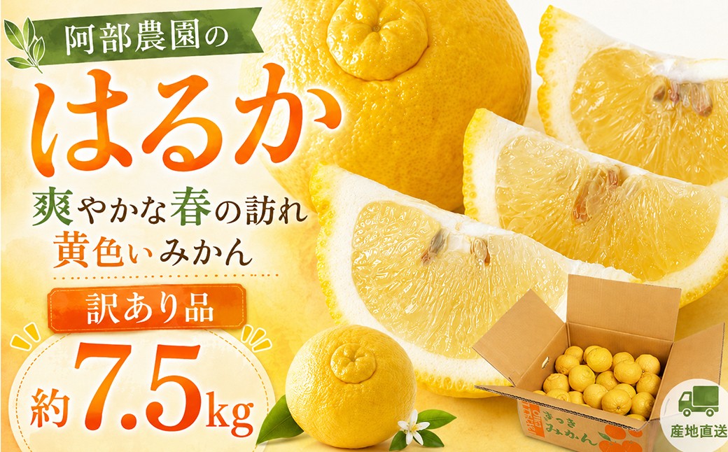 
                  【2027年先行予約】【訳あり品】阿部農園の「はるか 約7.5kg」 ／ ミカン みかん 蜜柑 柑橘 はるか ハルカ 訳あり わけあり ワケアリ 7.5kg 柑橘類 黄色いみかん フルーツ 先行予約 3月 3月発送 ＜112-010＞
                