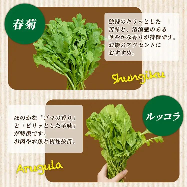 【6回定期便】旬の葉物野菜おまかせセット 小島農園 野菜
