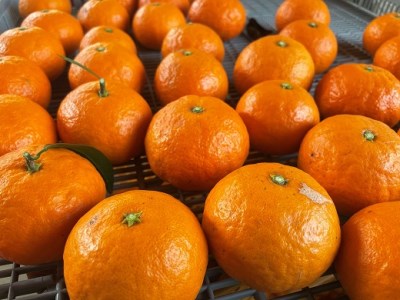 【2026年4月よりお届け！】先行予約【アタシカ果樹】 熊野新鹿産カラマンダリン（３kg）