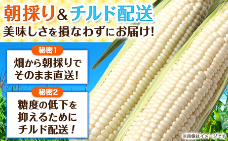 オーガニック ホワイトコーン 10本 伊場ファーム 北海道浦幌町産 朝もぎたて とうもろこし 旬の時期にお届け 朝採り【8月下旬-9月中旬より順次出荷】