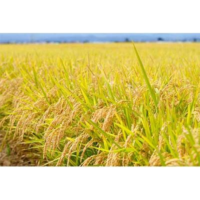 ふるさと納税 青森市 【五つ星お米マイスター厳選】青森県産　天匠米あさゆき　白米5kg |  | 01