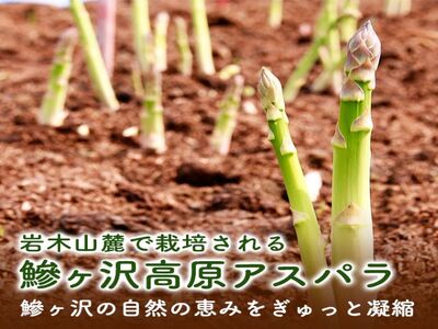 【先行予約2025年産】マコト農園の春アスパラガス！約1.5kg（S～2L不揃い）【訳あり】【5月発送】青森県鰺ヶ沢町産