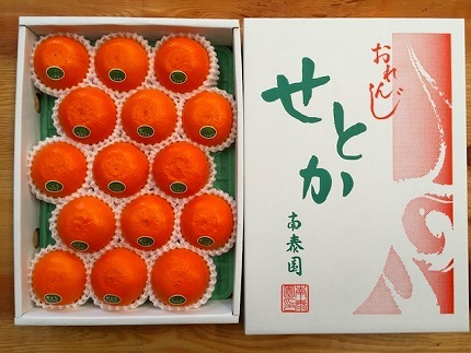 化粧箱 柑橘の大トロ ハウス せとか 厳選 15玉入   BS126