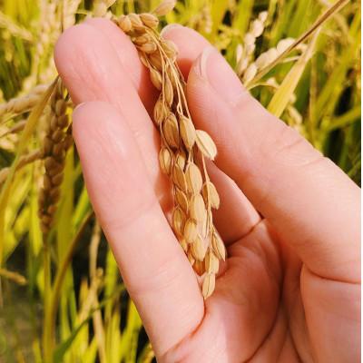 ふるさと納税 富良野市 富良野産お米　3種(ゆめぴりか、おぼろづき、ななつぼし)食べ比べセット　1kg×合計3袋 |  | 02