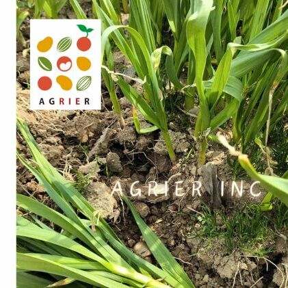 【 2026年 発送 】 先行予約 北海道 上富良野町 産 葉 にんにく 約300g×2パック 計600g 産地直送 希少 香味 野菜 薬味 葉にんにく ニンニク _イメージ3