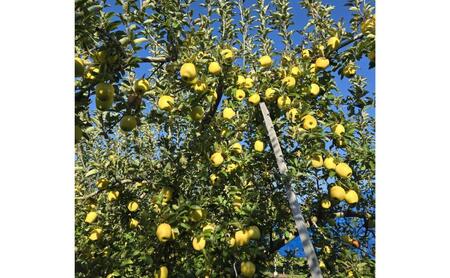 シナノゴールド 訳あり家庭用 約5kg 12～23玉 りんご 果物 訳あり 信州 長野