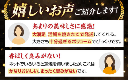 国産活うなぎ3尾（蒲焼）[AQDF008] 鰻 鰻 鰻 鰻 鰻 鰻 鰻