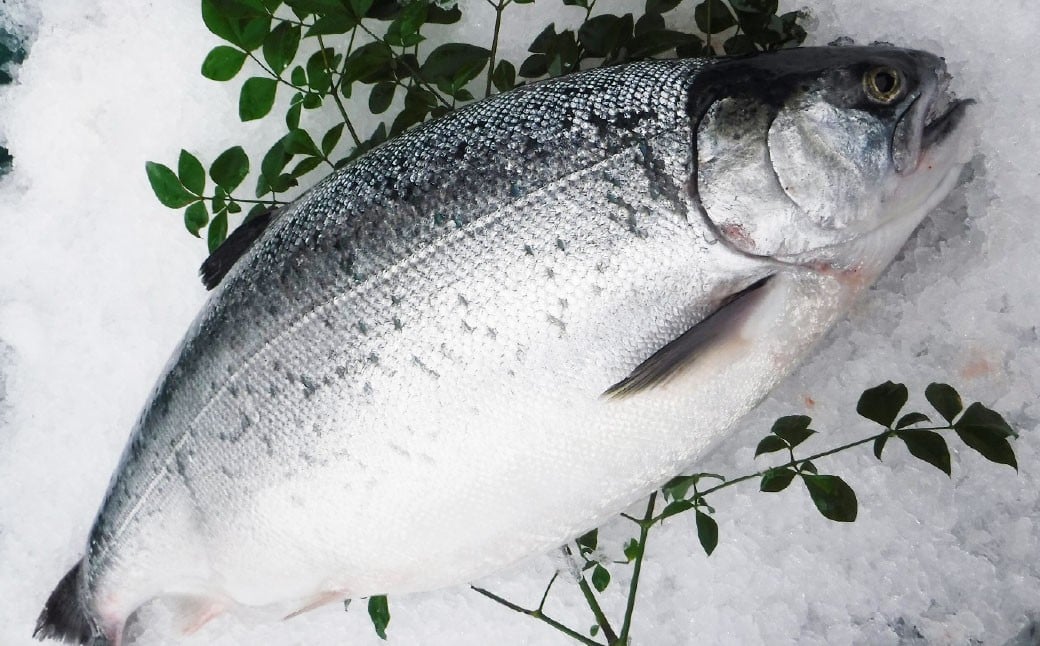 南国サーモン 約400g 皮付き