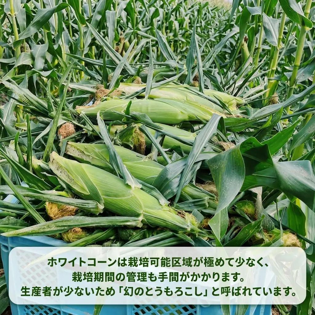 とうもろこし ホワイトショコラ 白い 露地栽培 富良野産【2Lサイズ 10本】