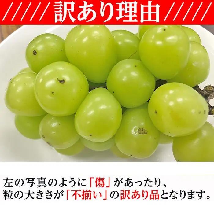 【訳あり】シャインマスカット晴王1房【2026年9月中旬～10月下旬発送予定】（いばら愛菜館）