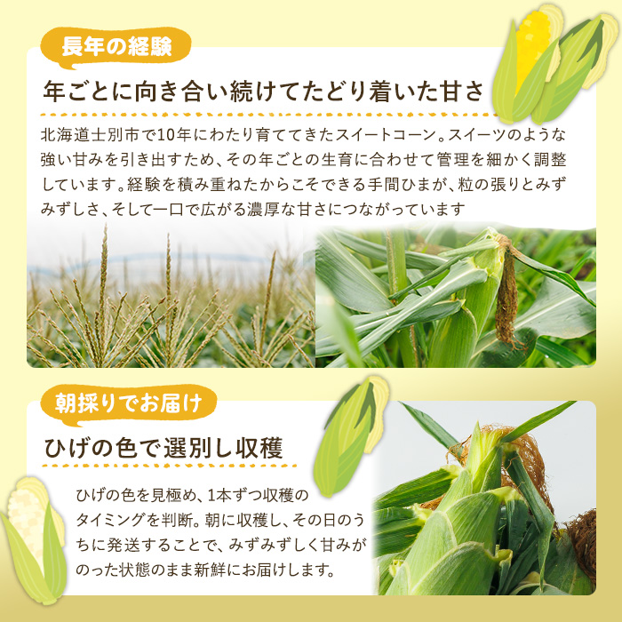 スイートコーン ドルチェドリーム (10本)【2026年7月下旬以降発送予定】 北海道産 北海道 士別市 バイカラー とうもろこし とうきび 野菜 産地直送 新鮮野菜 【おがた農園】【A7148】