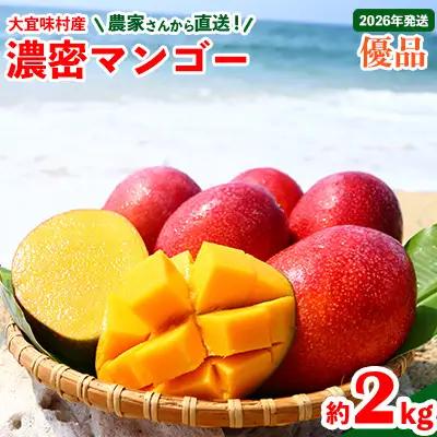 マンゴー【2026年発送】濃密マンゴー《優品・約2kg》