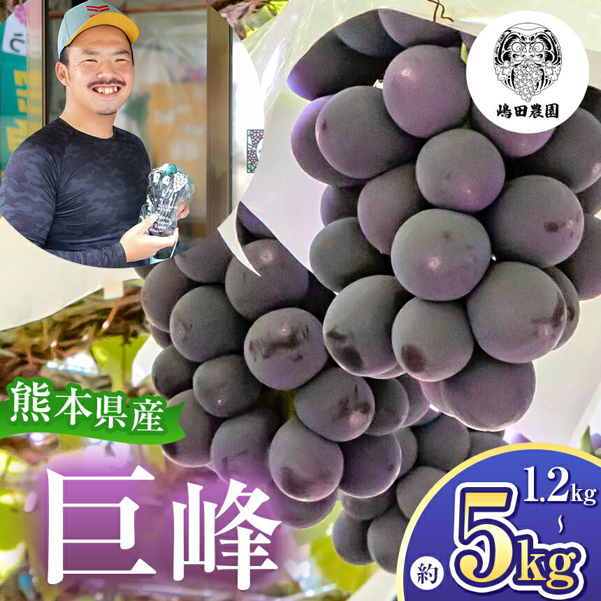 【ふるさと納税】 【 先行予約 】選べる内容量 巨峰 ぶどう 約1.2 or 約5kg ぶどう 巨峰 果物 フルーツ 和水町 朝摘み 直送 | 熊本県 熊本 くまもと なごみ 大容量