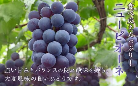 ぶどう 2024年 先行予約 ニュー ピオーネ 1房（480g以上） シャイン マスカット 1房（480g以上）[No.5220-0714]