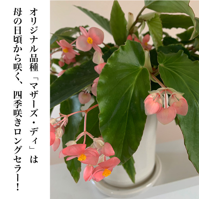 愛らしいハート型の雄花は、日ごろの感謝の気持ちを表現するには相応しく、贈り物にもおすすめです。