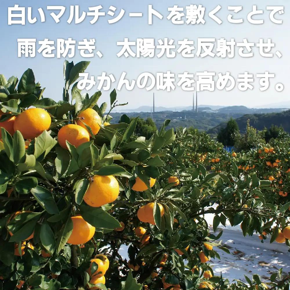 【 早期受付 】西海みかん 味まる 3kg 糖度12度以上 ブランドみかん 佐世保 