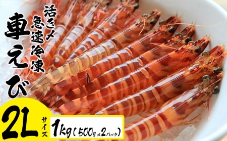 車海老 活き〆急速冷凍車えび【2L】1kg