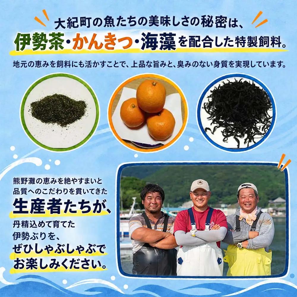 （冷凍）【１月第２週発送】伊勢ぶり しゃぶしゃぶ セット 選べる配送月 約200g ／ 2人前 3人前 鰤 ブリ ひろめ付 冷凍 年内配送 年末 お取り寄せ 海鮮 魚 ギフト 鍋 海産物 水産物 三重