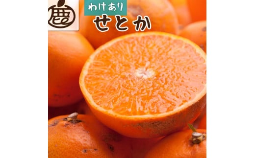 【 家庭用 】  せとか 約2kg+60g（傷み補償分）【柑橘・春みかんの王様】【わけあり・訳あり】【2025年2月初旬～2025年4月中旬頃 順次発送予定】【IKE62】