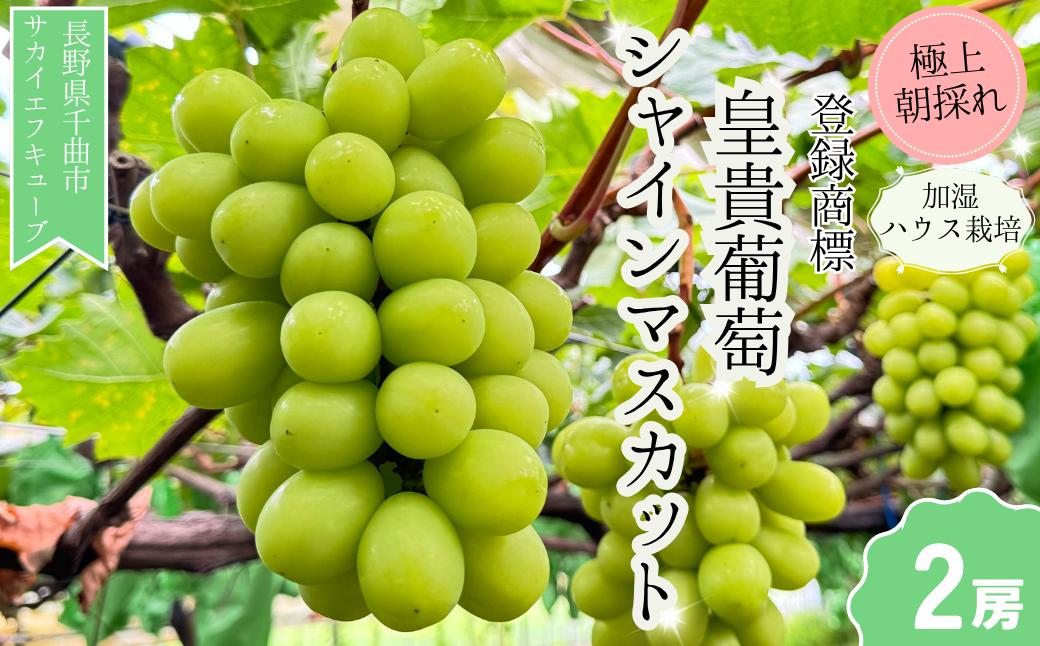 
            【2026年先行予約】シャインマスカット お中元 加湿ハウス栽培 最上級品 2房 ｜ 白ぶどう 果物 フルーツ ぶどう シャインマスカット ギフト 種無し 千曲市 長野県産 信州
          