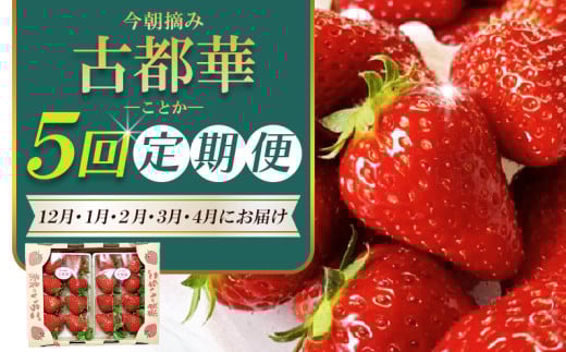 ［先行予約］【 いちご１２月から計5回定期便 】 ◆古都華　約３００g×２パック×５回 ◆ 【今朝摘みの丸笑いちご園】 ／ フルーツ いちご 苺 イチゴ 果物 くだもの 新鮮 完熟 朝採り 高級 希少品種 甘い 奈良県 葛城市【maru-tkb002】