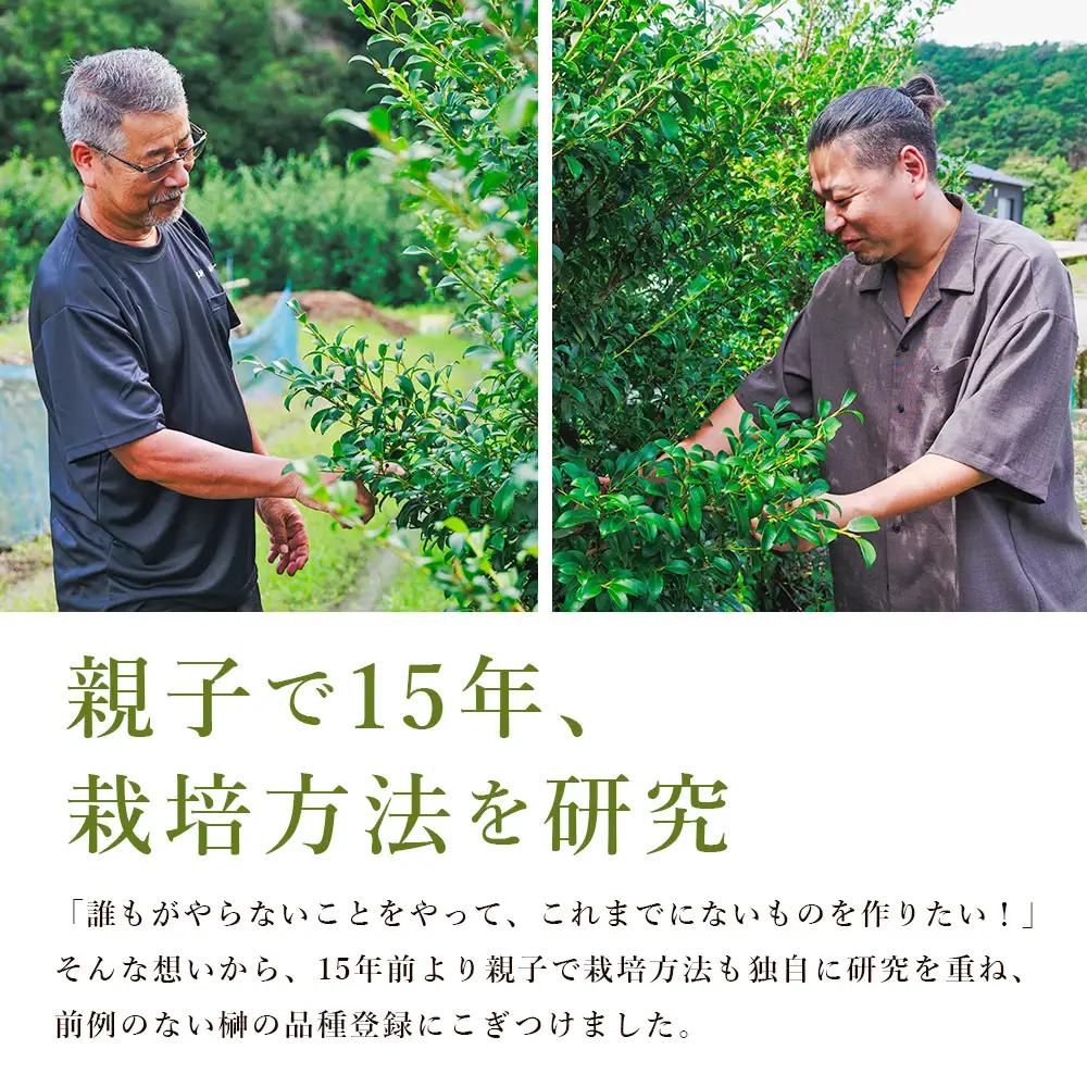 国産 本榊 ２束（6～10本）ht-0001