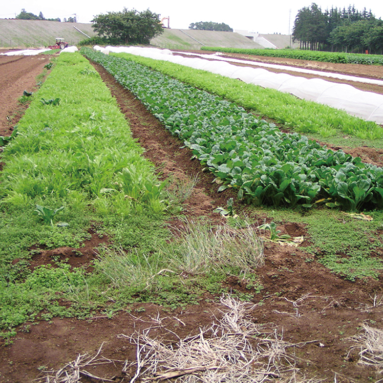 【先行予約】【2025年6月中旬より発送予定】茨城県産大玉すいか2玉（1玉6～7.5kg）JA水郷つくば【スイカ 西瓜 フルーツ 果物 くだもの 大玉 茨城県 阿見町】(20-04)
