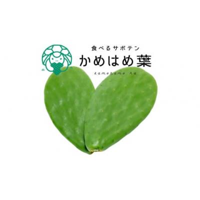 ふるさと納税 春日井市 あなたのカメに、自然のごちそうを。食べるサボテン「かめはめ葉」(3kg)