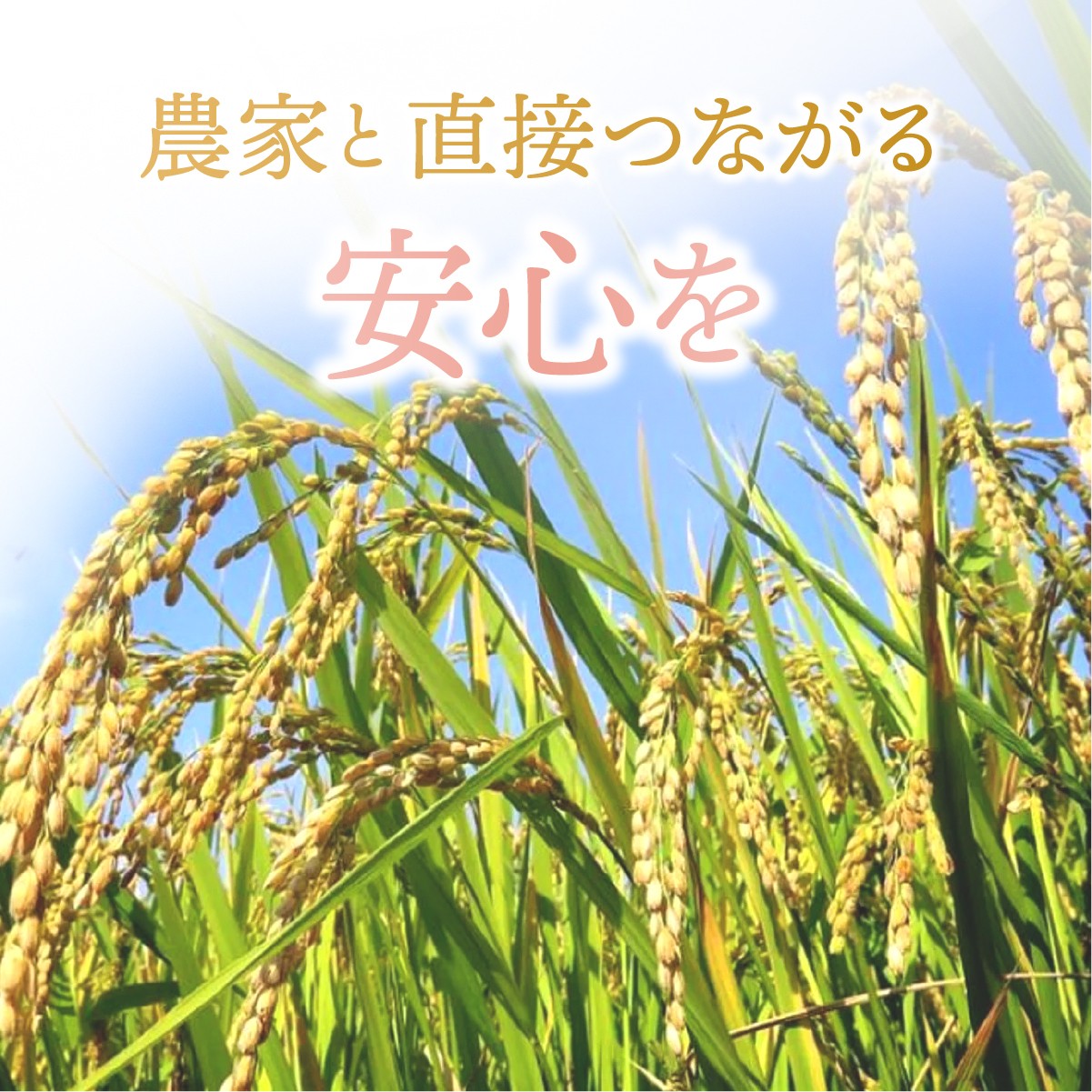 こしひかり コシヒカリ ごはん ご飯 ライス  お米 米 こめ コメ 白米 精米 10kg