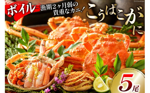 12月発送【能登半島 漁協直送！】ボイル済 香箱ガニ 5尾 [JF西海 石川県 志賀町 AM4227-12gatsu] 蟹 カニ かに ズワイガニ セコガニ メス 内子