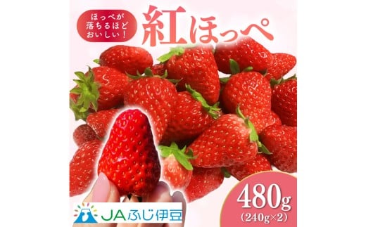 【予約受付中】 紅ほっぺ いちご 約480g 240g×2パック JAふじ伊豆 ファーマーズマーケット みしまるかん お取り寄せ グルメ フルーツ 三島市 静岡県