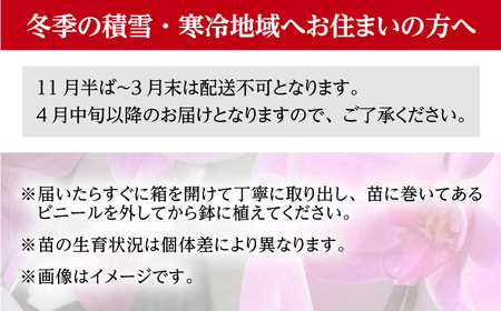 【ご贈答用におすすめ！】胡蝶蘭の苗 1株と胡蝶蘭の一筆書き2つ【足柄金太郎洋蘭園】開成町 洋蘭 蘭 お花 生花 苗 花苗 [BDAB002]