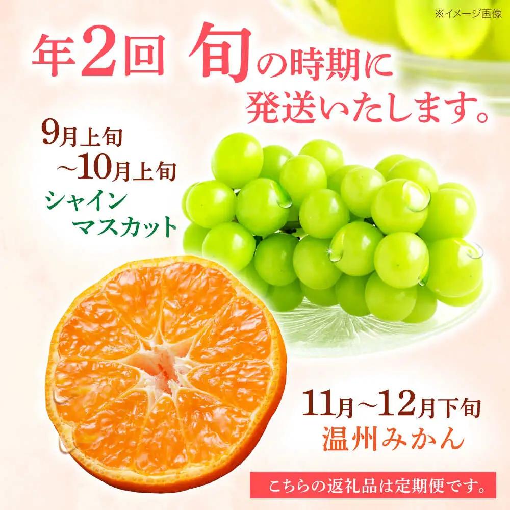 【2回定期便】※【2026年シーズン発送／先行予約】フルーツ定期便 シャインマスカット 約1.3kg(2房から3房) / 温州みかん(10kg) 家庭用 / フルーツ フルーツ定期便 果物定期便 シャ