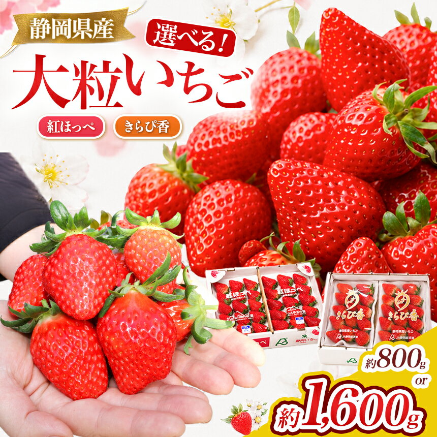 【ふるさと納税】【先行予約/数量限定】選べる！伊豆産ブランドいちご 紅ほっぺ・きらぴ香・食べ比べ 800g 1600g | 果物 フルーツ イチゴ 苺 産地直送 期間限定 静岡県 伊豆の国市